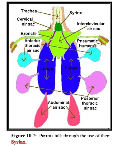 Parrot's breathing system