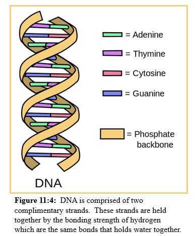 DNA Molecule