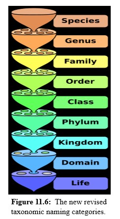 Taxonomic naming catagories