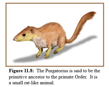 May be the first primate