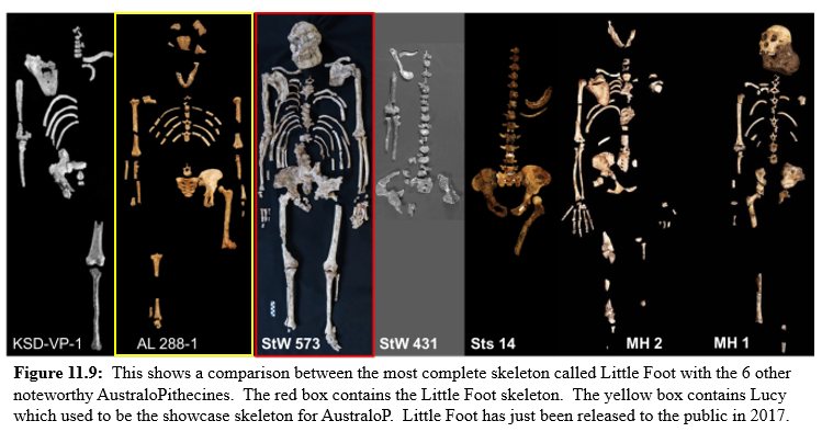 Oldest Australo skeleton