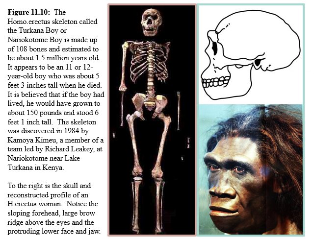 Turkana Boy skeleton