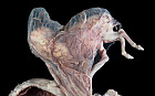 An astonishing image of a pregnant pony uterus has been selected as the overall winner for the 2015 Wellcome Image Awards. The photograph was taken by Michael Frank, and is of an historic specimen from the Lanyon Anatomy Museum of the Royal Veterinary College in London. It shows the preserved uterus of a New Forest pony, approximately five months into the pregnancy