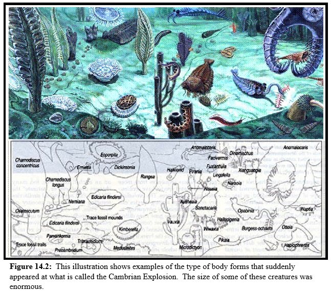 Cambrian Explosion