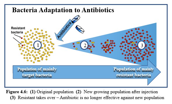 Bacteria become immune to antibiotic serum