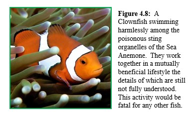 A clownfish