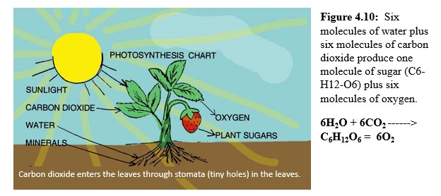 Photosynthesis