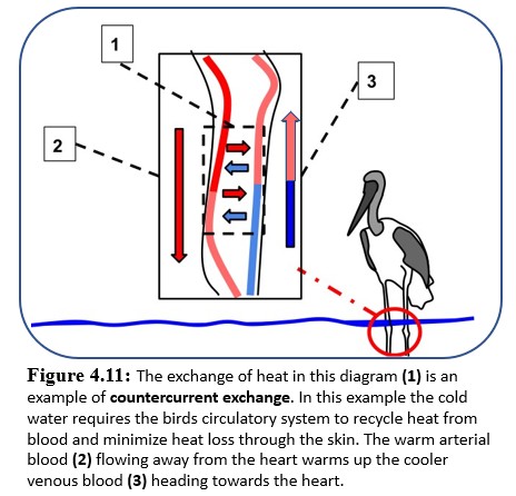 Wading Bird's legs kept warm