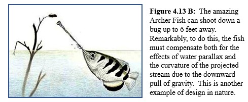 Archer fish