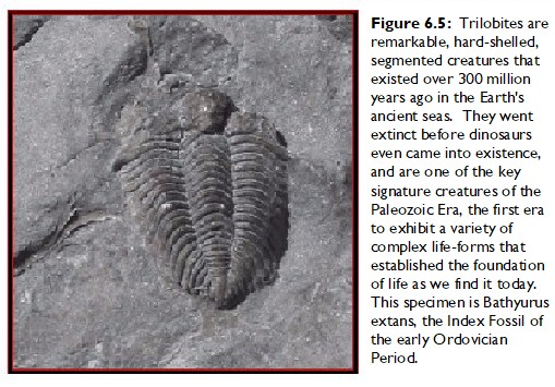 Trilobite
