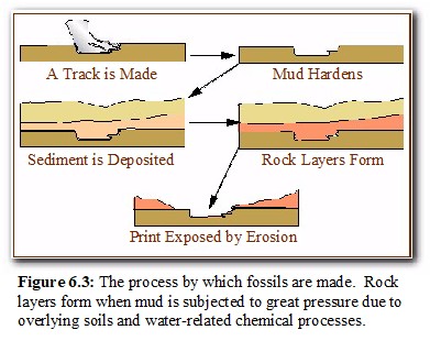 How Fossils Form