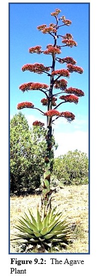 Agave Plant Bloom