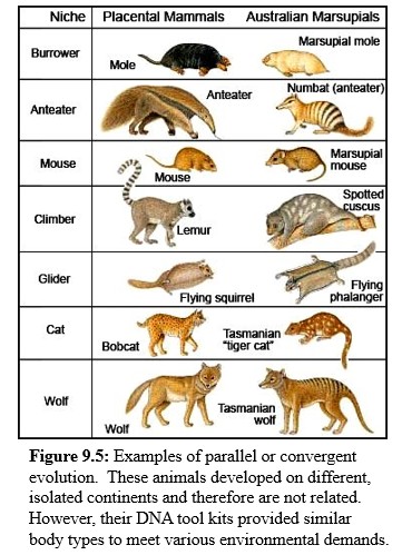 Convergent evolution