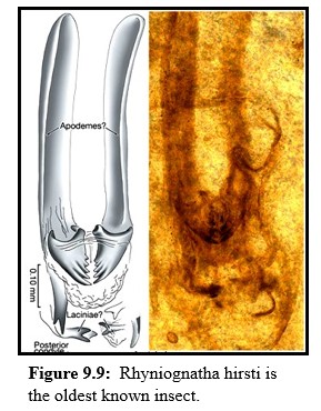Oldest fossil insect