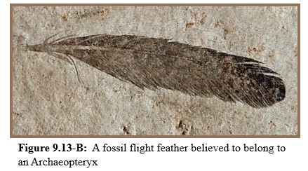 Feather of Archaeopteryx